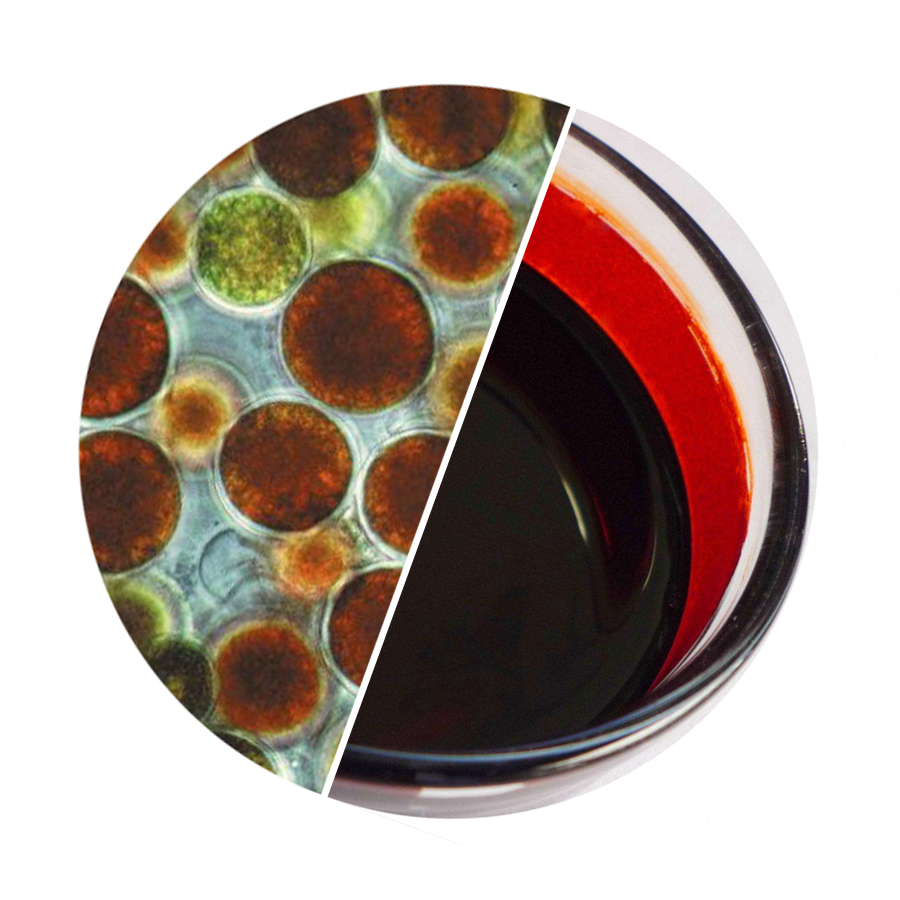 Natural Astaxanthin Oil